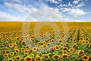 Beautiful sunflower field