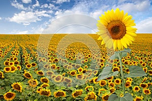 Beautiful sunflower field