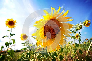 Beautiful sunflower field