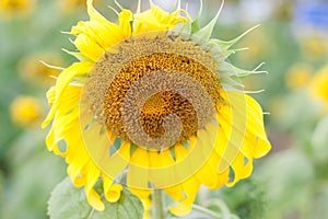 A beautiful sunflower field.