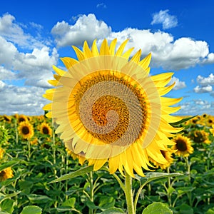 Beautiful Sunflower on the field