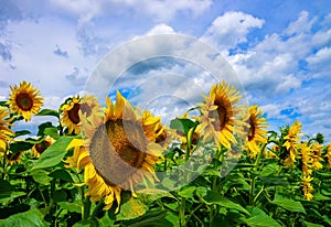 Beautiful sunflower field against picturesque cloudy sky