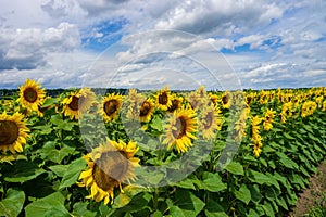 Beautiful sunflower field against picturesque cloudy sky