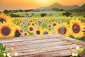 Beautiful sunflower field for background with wooden desk and copy space for product advertisement display