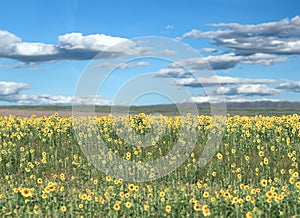 Beautiful sunflower field