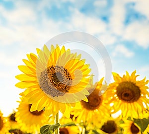 Beautiful sunflower field and blue sky on sunset