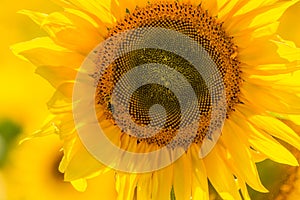 Beautiful sunflower on the field close-up. Agrarian industry. Blurred background. Free space for text. Bright yellow petals. Green