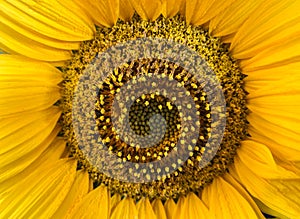 Beautiful sunflower on the field close-up. Agrarian industry. Blurred background. Free space for text. Bright yellow petals. Green