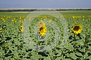 Beautiful Sunflower field in Denver by Airport