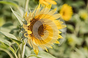 A Beautiful Sunflower in a field facing the sun