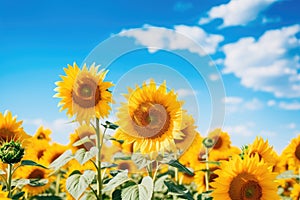 Beautiful sunflower field over cloudy blue sky, natural background, Field of blooming sunflowers on a background blue sky, AI