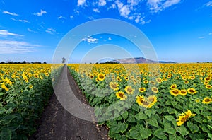 Beautiful sunflower  field on summer with blue sky