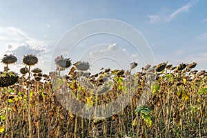 Beautiful sunflower field on a sunny summer day. Sunflower field with a beautiful sky. Organic sunflower field