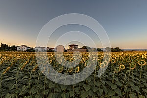 Beautiful sunflower field at sunset in the Tuscan countryside