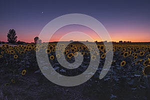 Beautiful sunflower field under a colorful sky at sunset or sunrise in Uluru, Mutitjulu, Australia