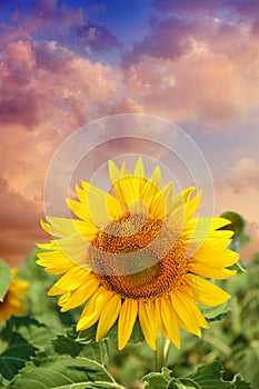 Beautiful sunflower in field under picturesque sky with clouds at sunset