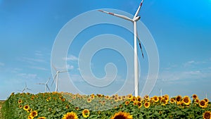 Beautiful sunflower field on a windy sunny day with spinning wind turbines generating electricity power