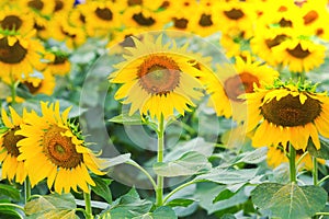 Beautiful sunflower fields on morning,