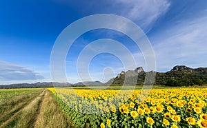 Beautiful sunflower fields with moutain background on blue sky