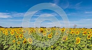 Beautiful sunflower fields on white cloudy and blue sky