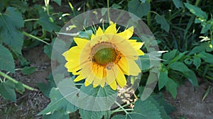 The beautiful sunflower flower