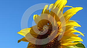 The beautiful sunflower flower