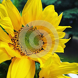 Beautiful sunflower flower, yellow flower petals, sunflower in the sun, summer flowers, full bloom, flower with seeds