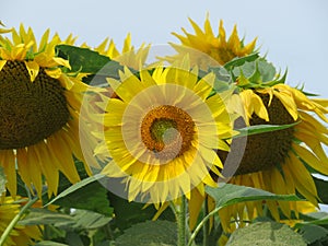 Beautiful sunflower flowers large yellow insects petals pollen photo