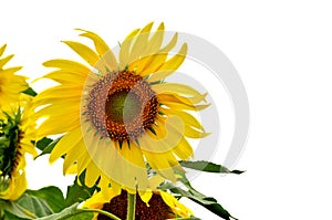 Beautiful sunflower in garden
