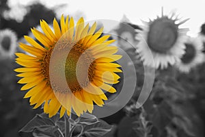 Beautiful sunflower growing in field, closeup. Black and white tone with selective color effect