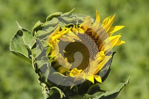 Beautiful Sunflower heart
