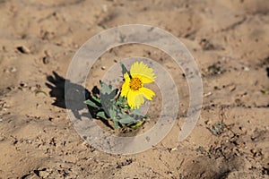 Beautiful sunflower Helianthus annuus