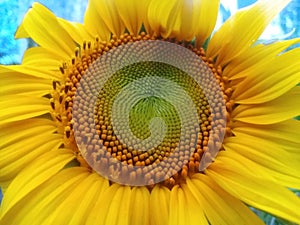 Beautiful Sunflower Helianthus annuus yellow flower image