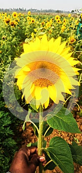 The Beautiful sunflower image photo