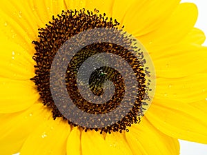 Beautiful sunflower isolated macro close up on white background