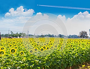 The beautiful of sunflower plant field with the  beautiful blue sky cloud in Thailand