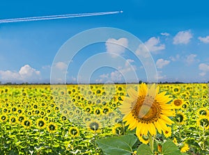 The beautiful of sunflower plant field with the  beautiful blue sky cloud in Thailand