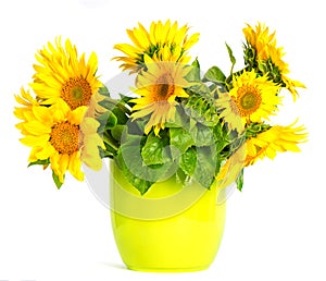 Beautiful sunflower in a pot