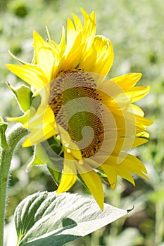 Beautiful sunflower profile