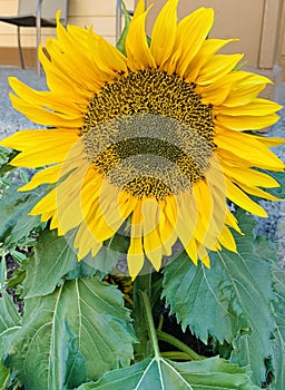 Beautiful sunflower, Redmond Ridge, Washington, USA