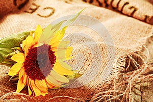 Beautiful sunflower in a rustic background