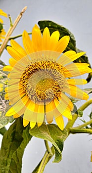 Beautiful Sunflower on a sunny day. Close-up of sunflower.