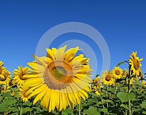 Beautiful sunflower on a sunny day with a natural background.