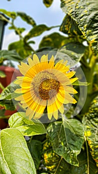 Beautiful Sunflower on a sunny day with a natural background.