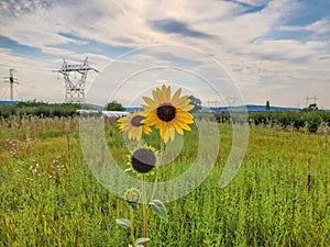 Beautiful sunflower on a sunny day with a natural background. High quality photo of sunflower on the beautiful afternoon sun.