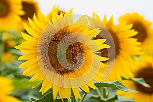 Beautiful sunflower on a sunny day with a natural background. Selective focus. High quality photo