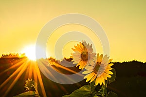 The beautiful sunflower in the sunset