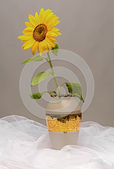 Beautiful sunflower in a vase