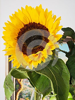 Beautiful sunflower wonderful gift