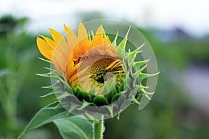 Beautiful sunflower. Yellow flower blossom closeup on fresh green garden background